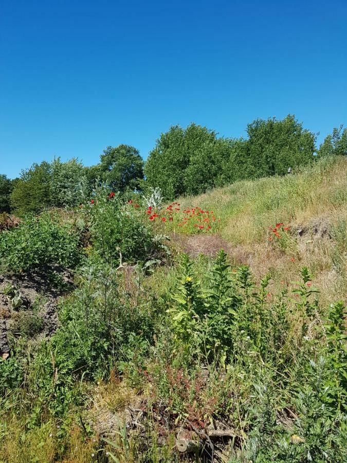 Ferienhaeuschen Villa Born Exteriör bild