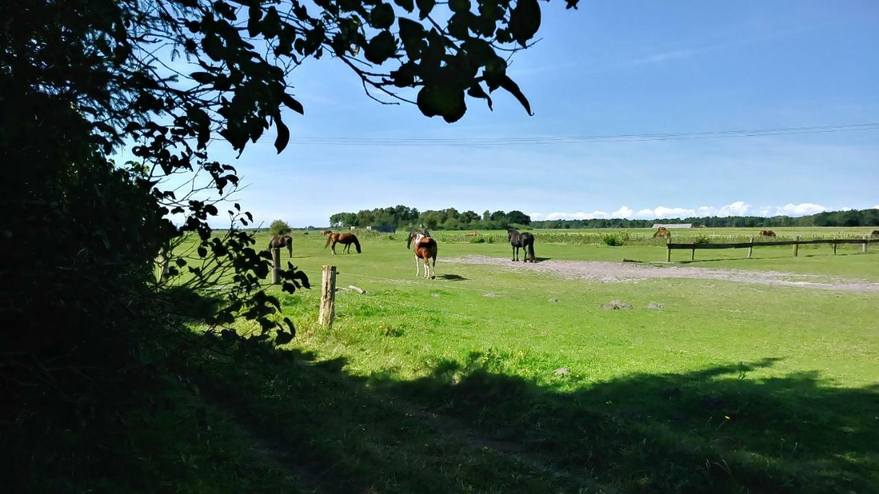 Ferienhaeuschen Villa Born Exteriör bild