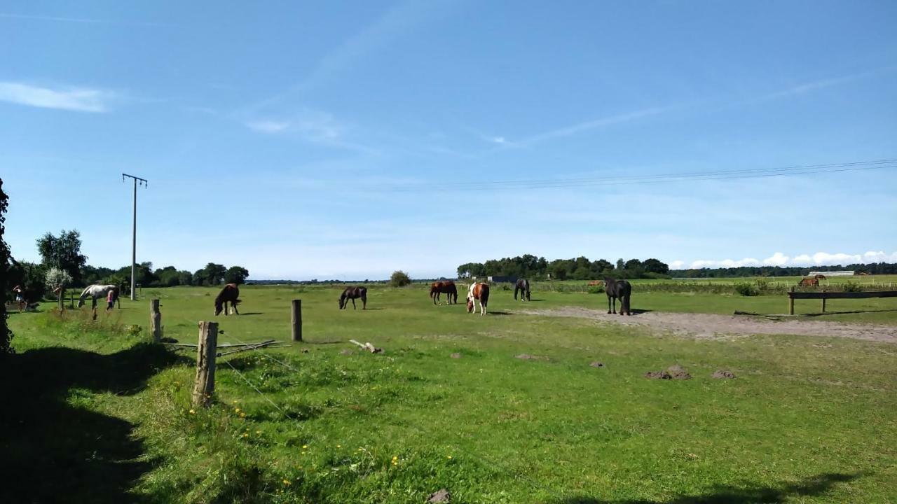 Ferienhaeuschen Villa Born Exteriör bild