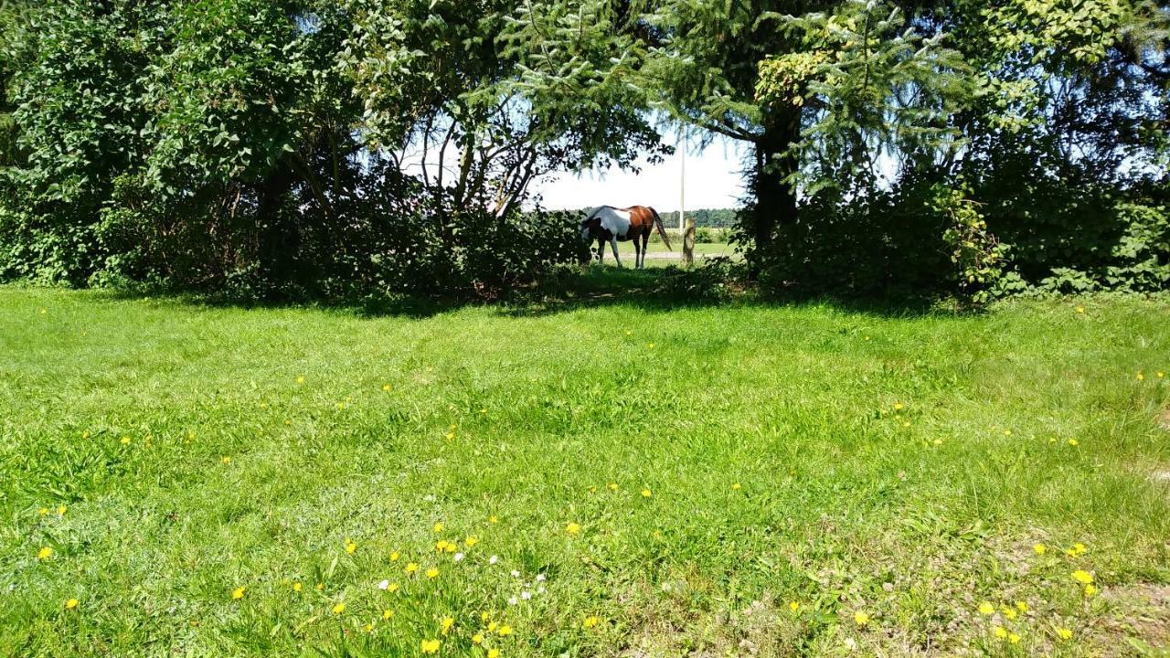 Ferienhaeuschen Villa Born Exteriör bild