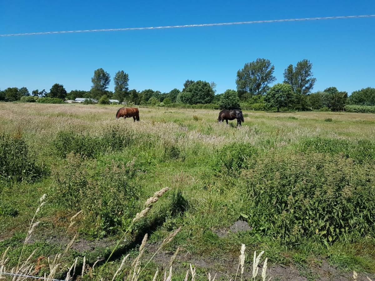 Ferienhaeuschen Villa Born Exteriör bild